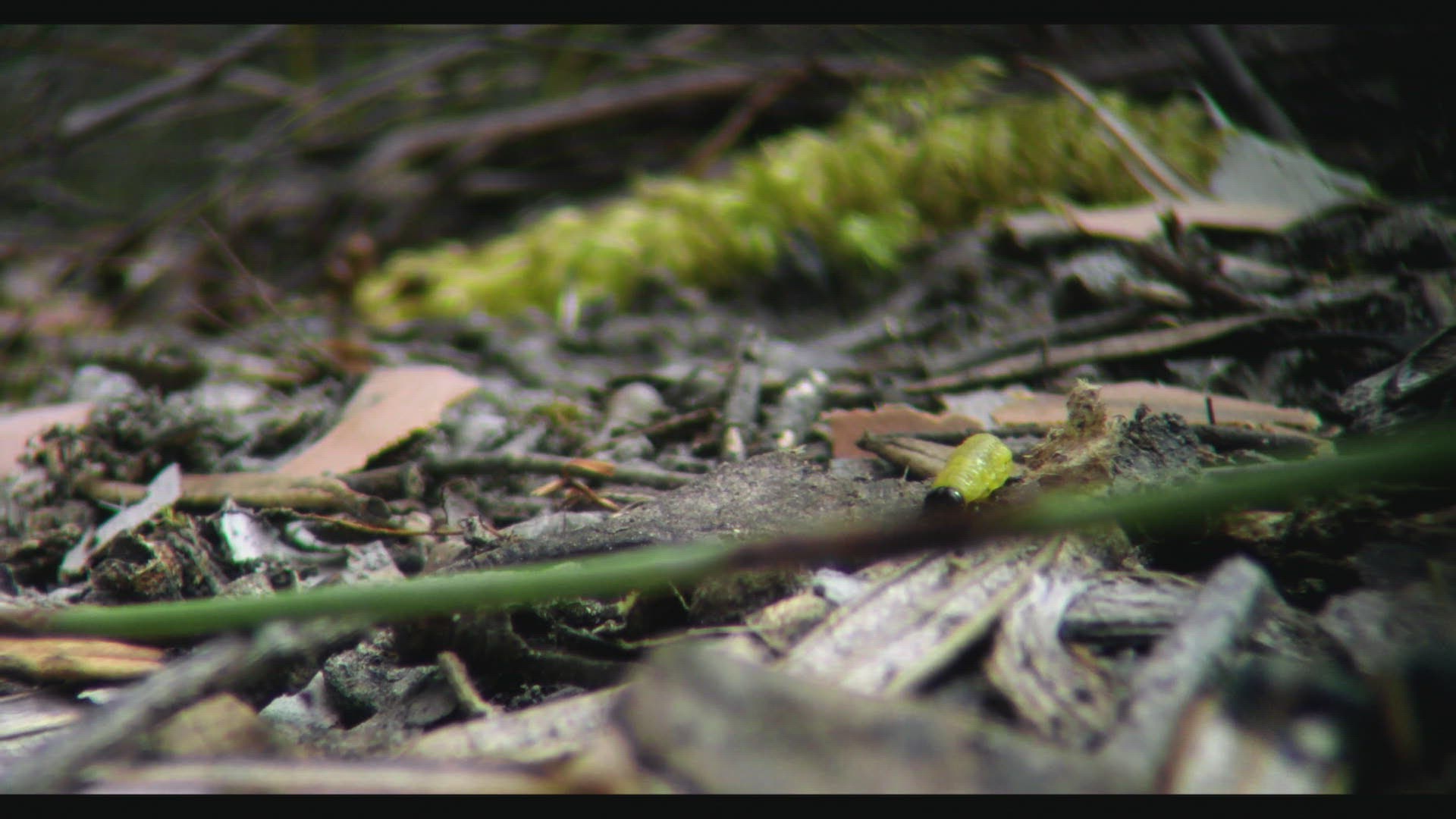 345277308 / Butterfly / Crawling / Tasmania