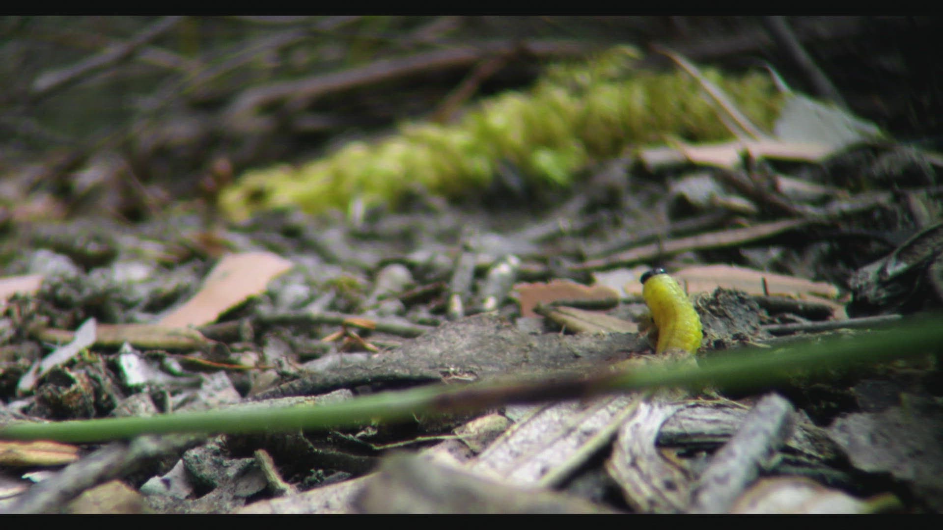 698782162 / Butterfly / Crawling / Tasmania