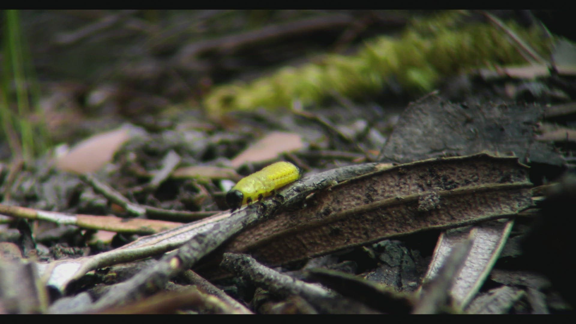 551800660 / Butterfly / Crawling / Tasmania