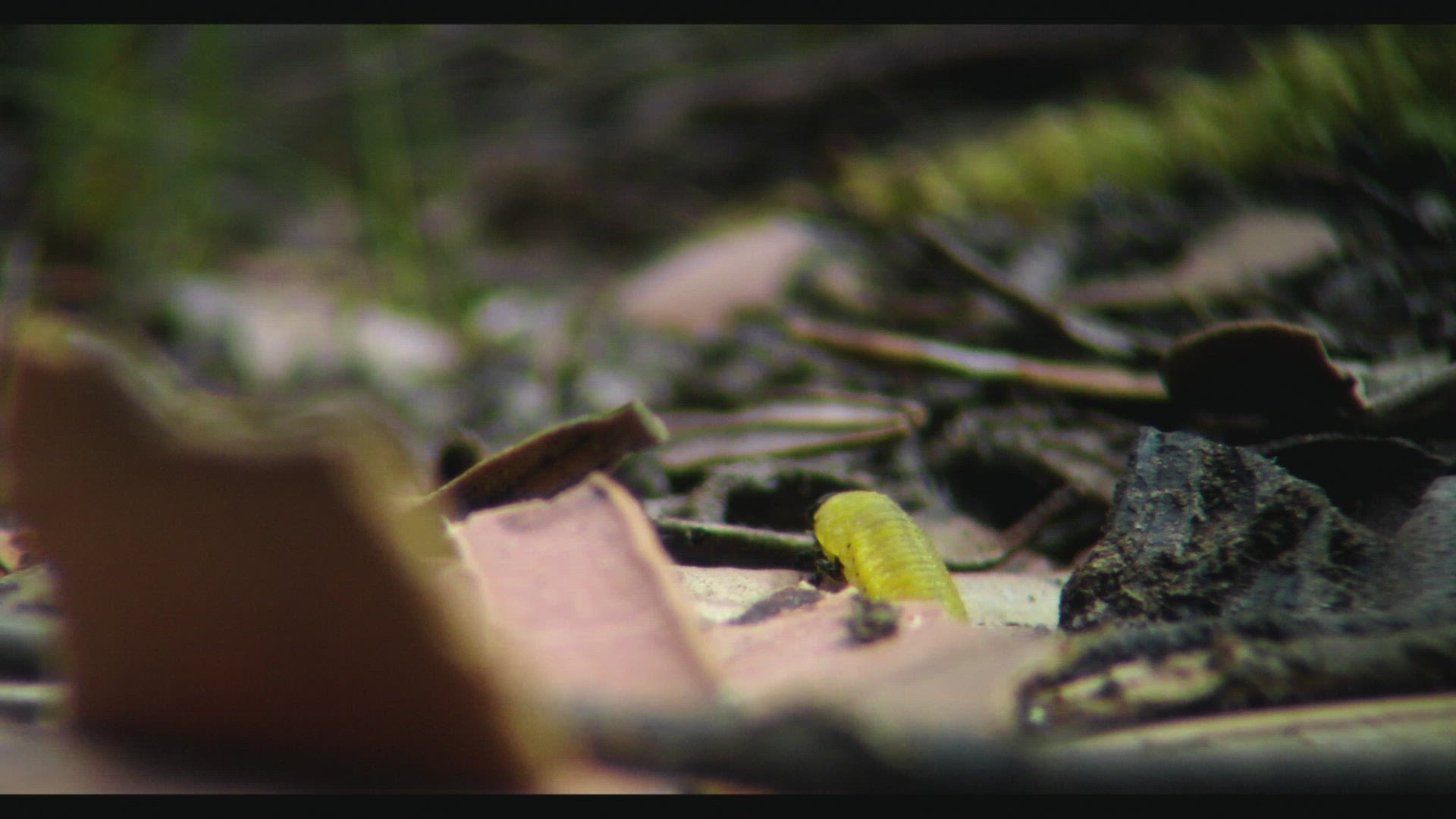 749456960 / Butterfly / Crawling / Tasmania