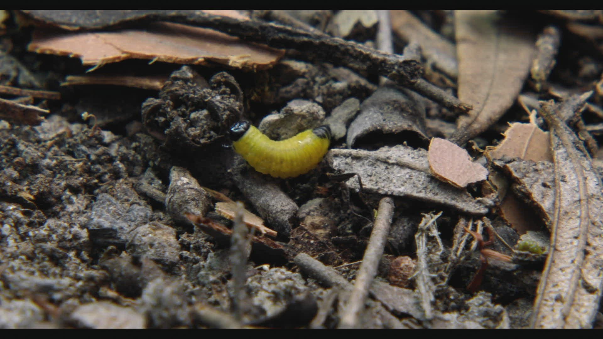 851406153 / Butterfly / Crawling / Tasmania