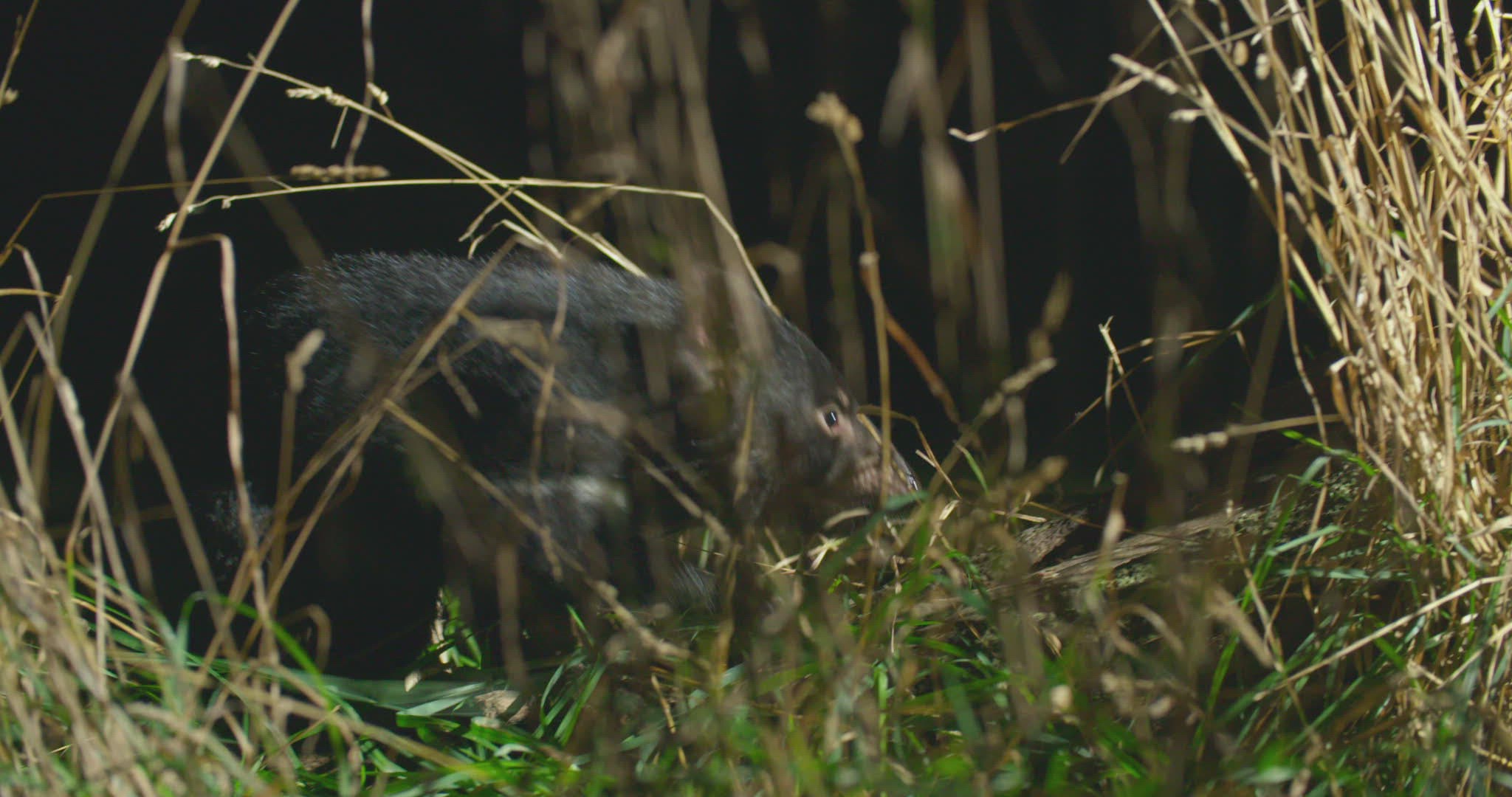 480457131 / Tasmanian Devil / Grass / Tasmania