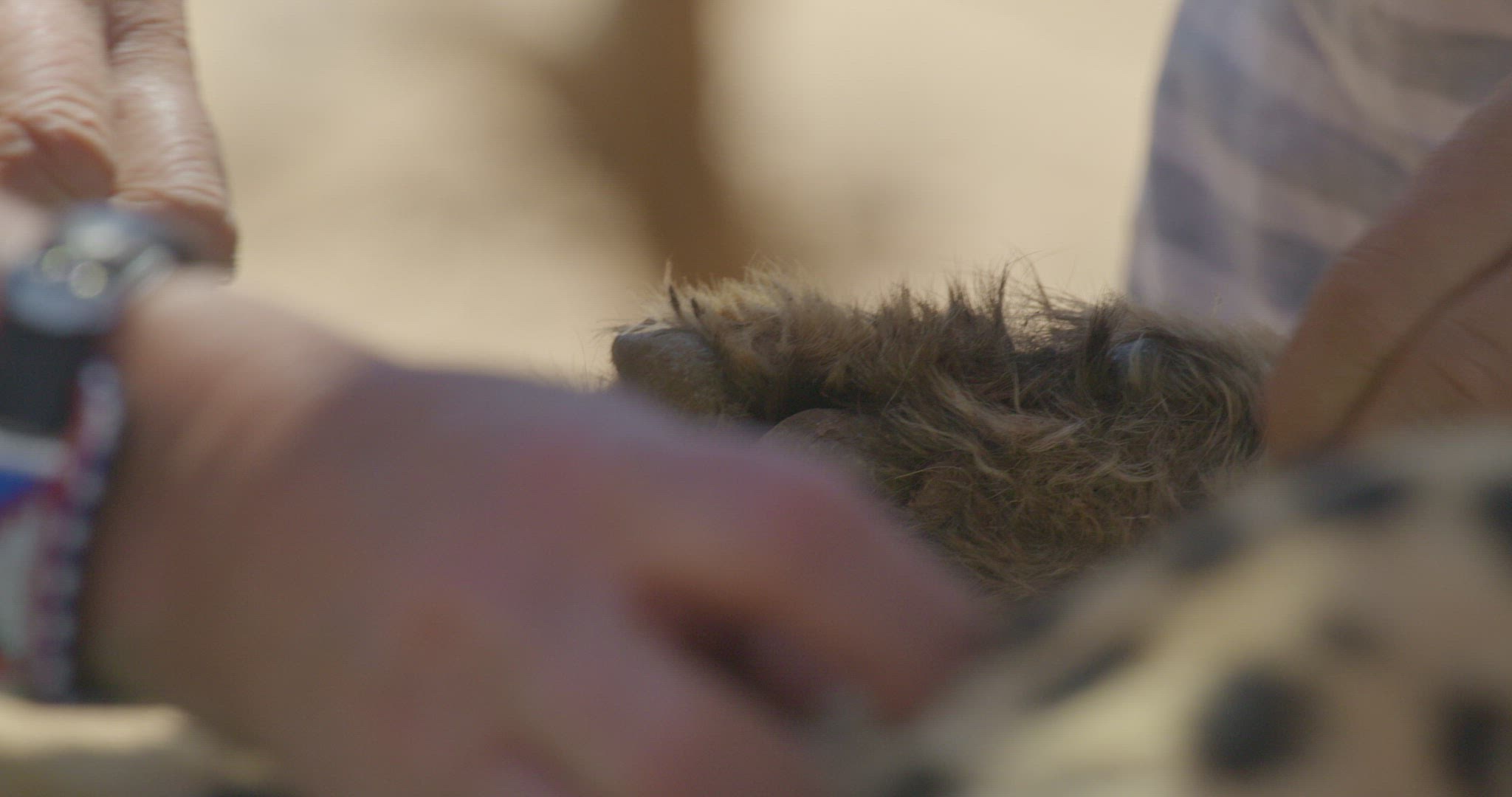422884999 / Cheetah / Veterinarian / Namibia