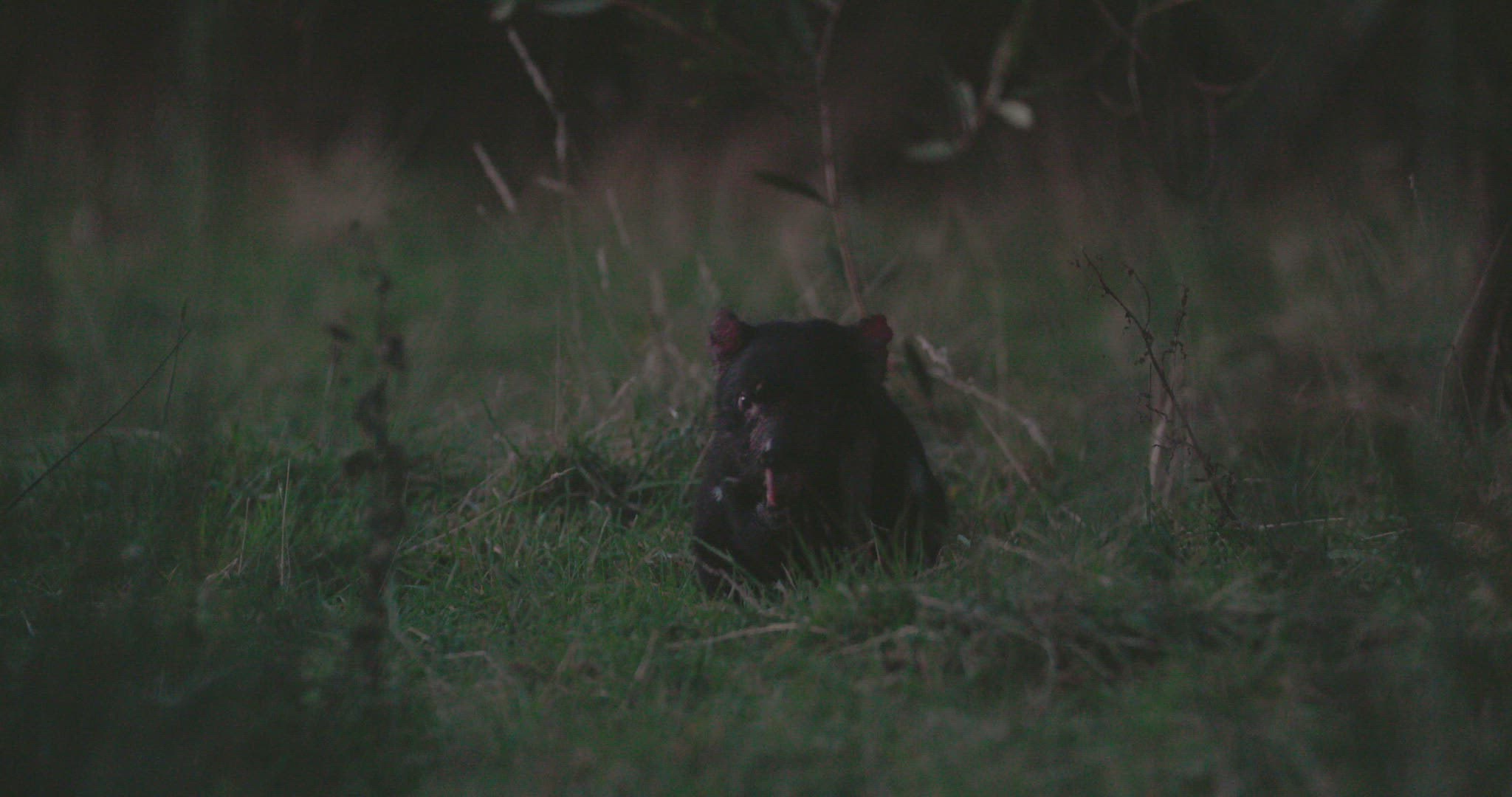 893023366 / Tasmanian Devil / Grooming / Tasmania