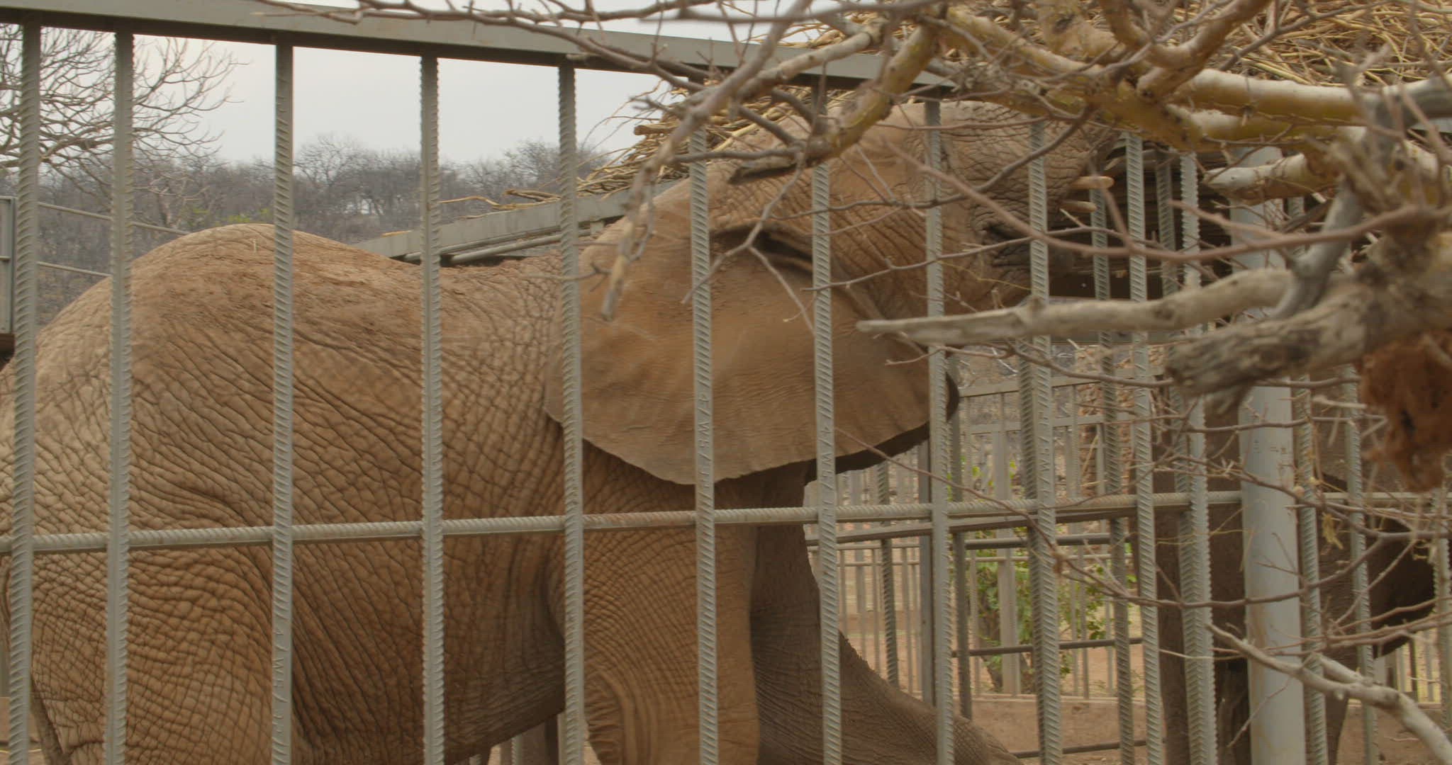 523007499 / African Elephant / Captivity / Namibia 523007499 / African Elephant / Captivity / Namibia