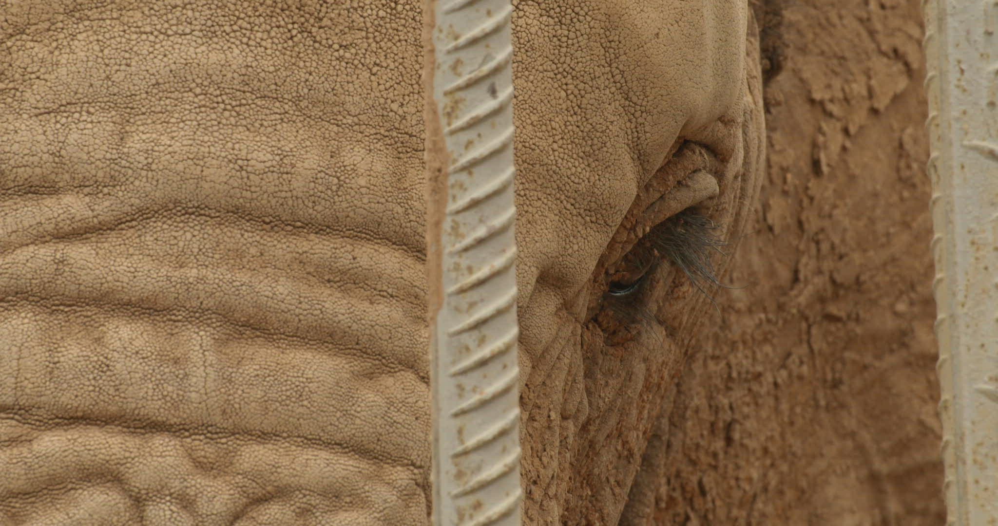 480901385 / African Elephant / Captivity / Namibia 480901385 / African Elephant / Captivity / Namibia