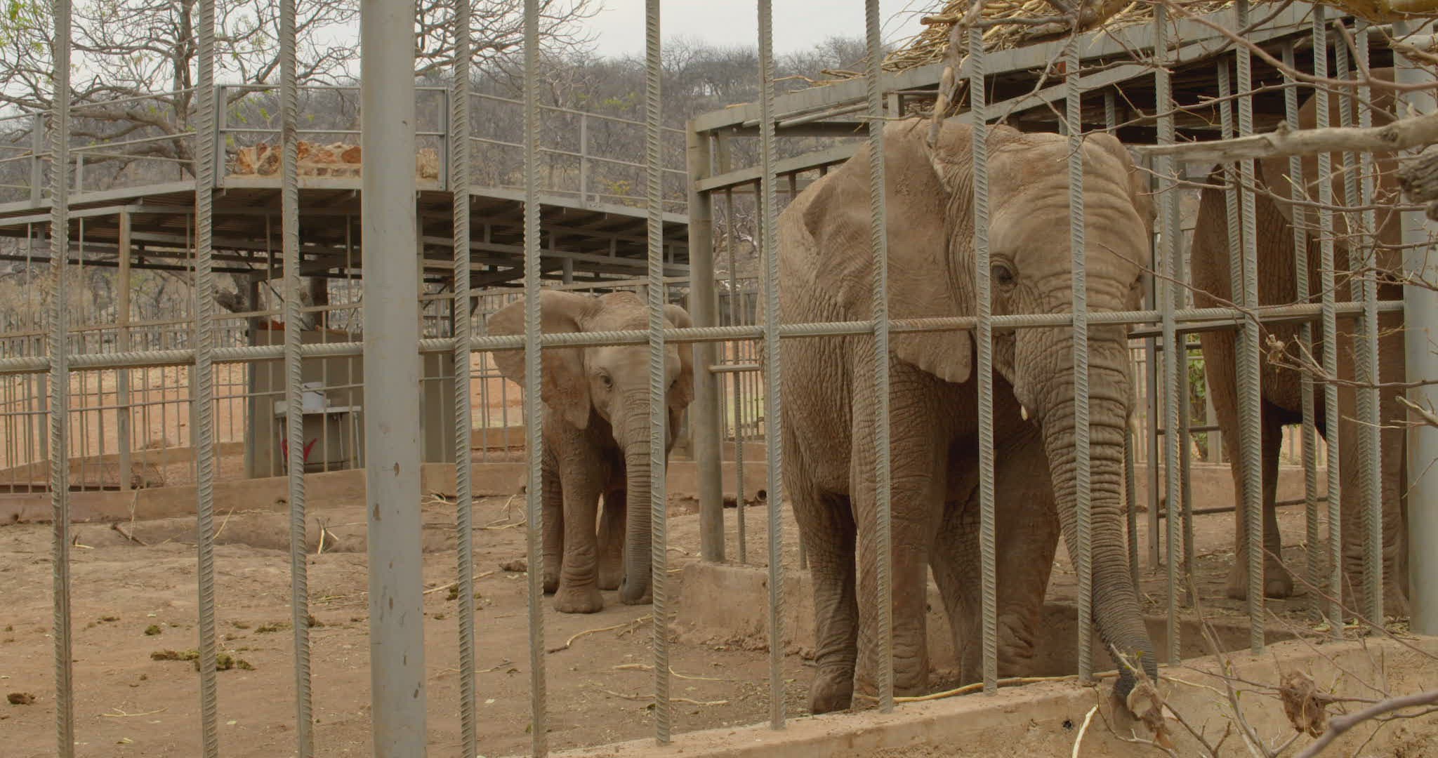 327833952 / African Elephant / Captivity / Namibia 327833952 / African Elephant / Captivity / Namibia