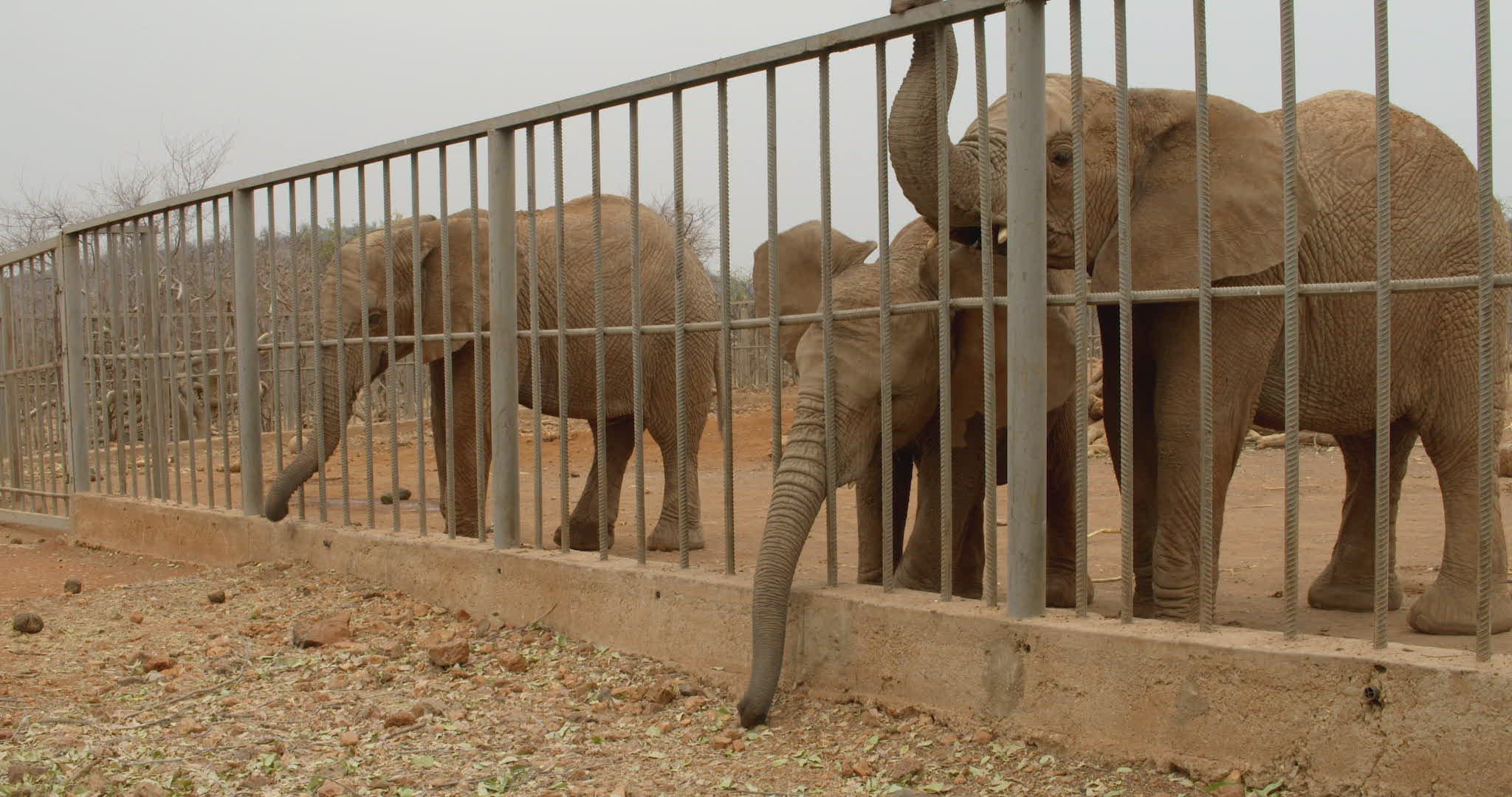 939402057 / African Elephant / Captivity / Namibia 939402057 / African Elephant / Captivity / Namibia