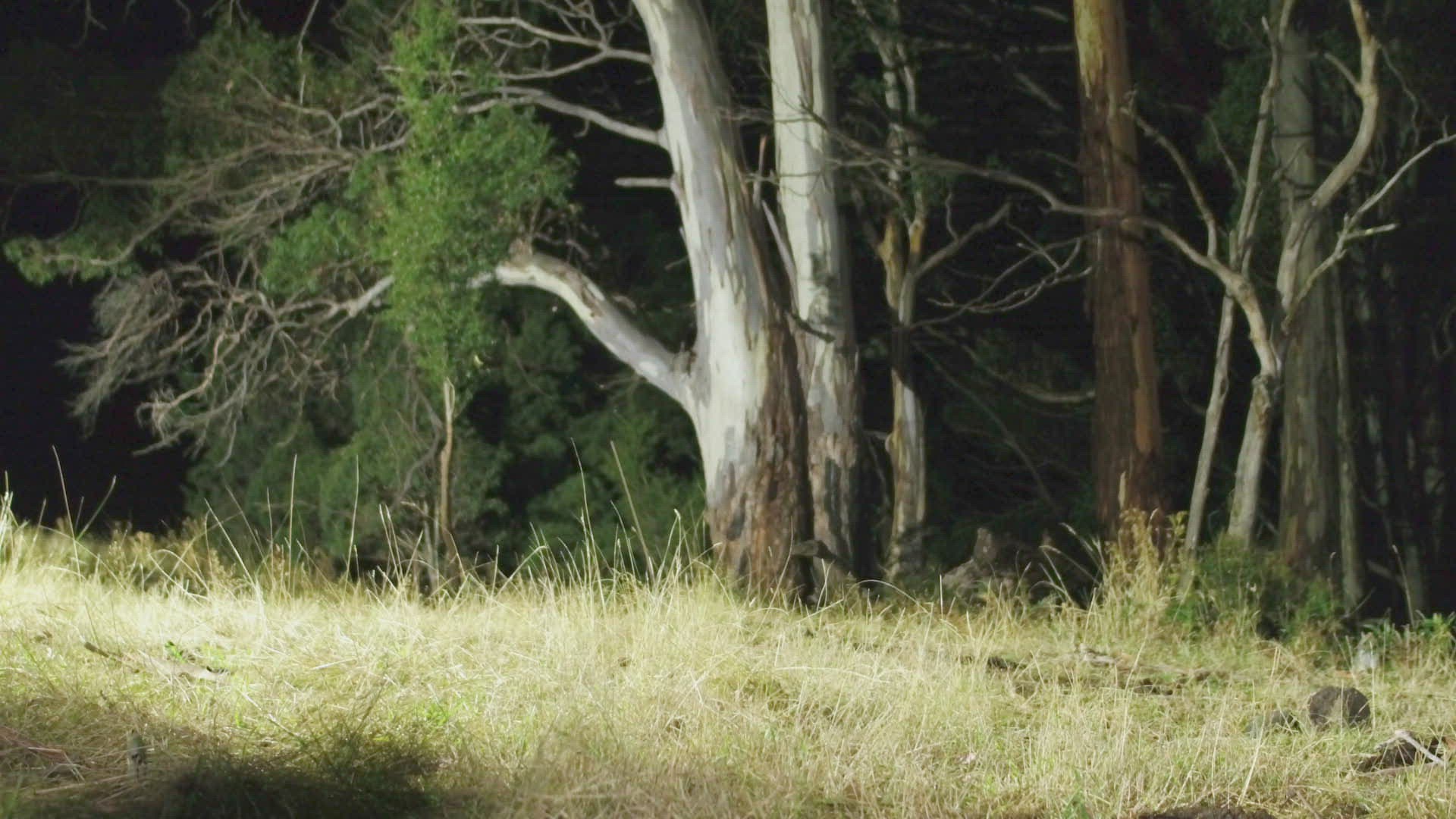 539320378 / Eastern Quoll / Tasmania / Australia