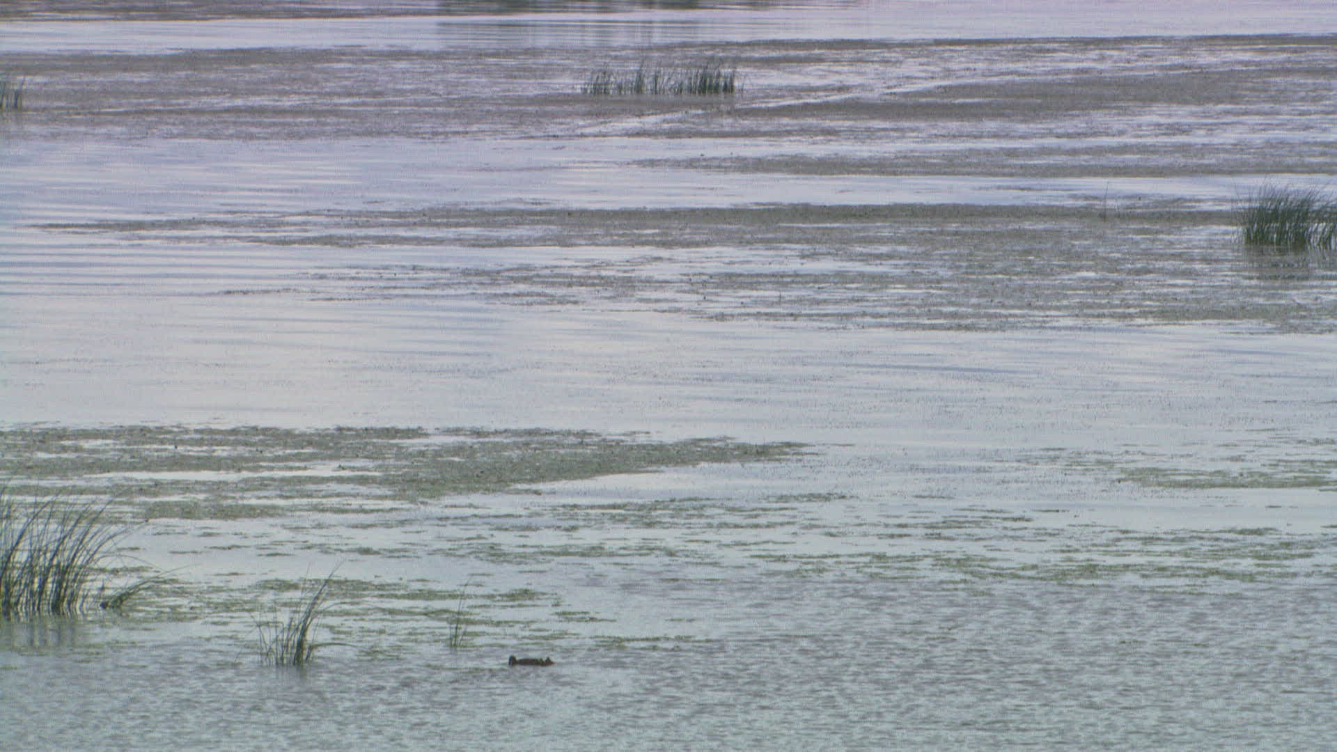 794736070 / Water Bird / Russia / Europe
