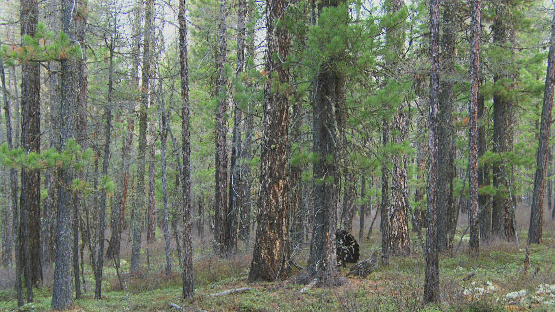 452413532 / Black-billed Capercaillie / Mating / Russia