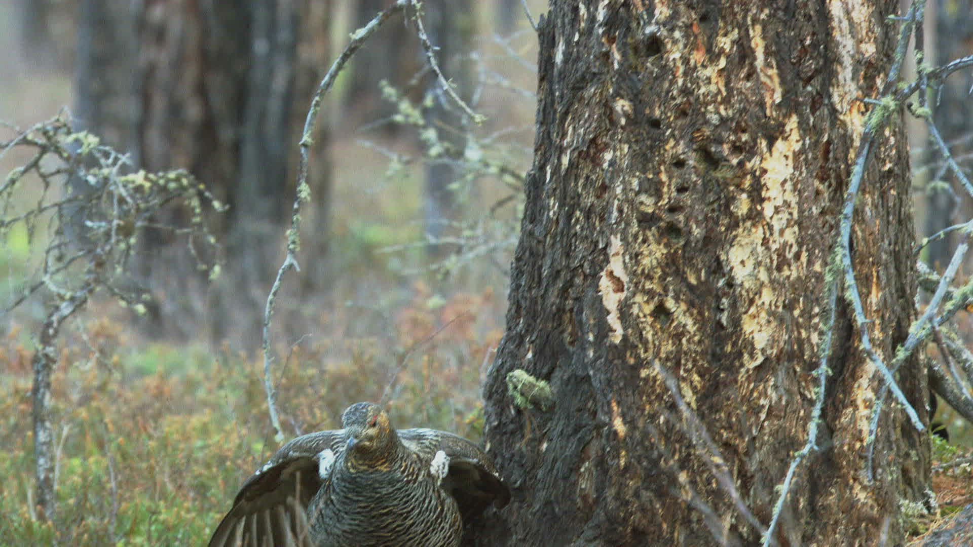 658662348 / Black-billed Capercaillie / Mating / Russia