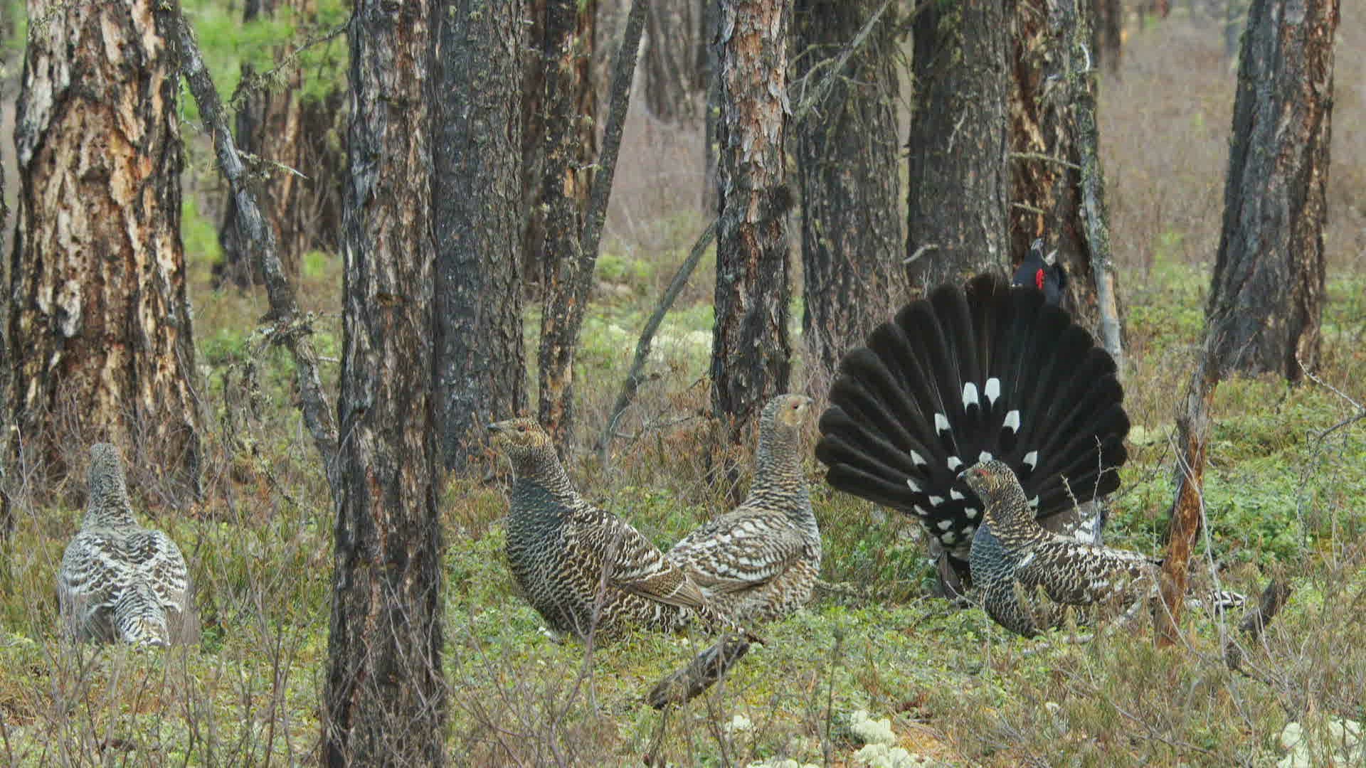 784298975 / Black-billed Capercaillie / Mating / Russia