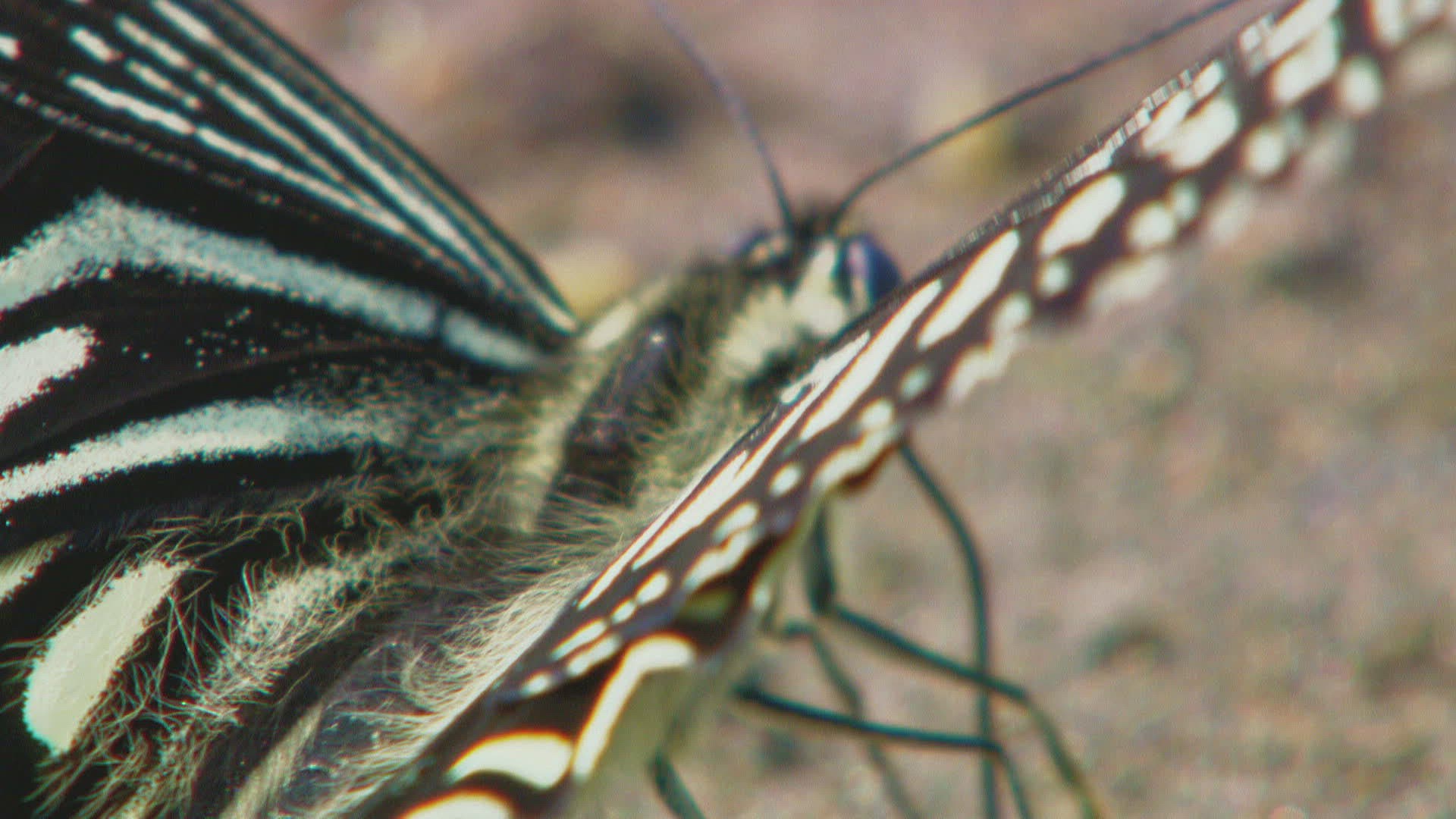 187434736 / Swallowtail / Standing / China
