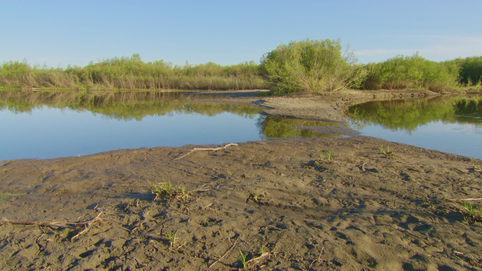 297047682 / Tree / Plant / Russia