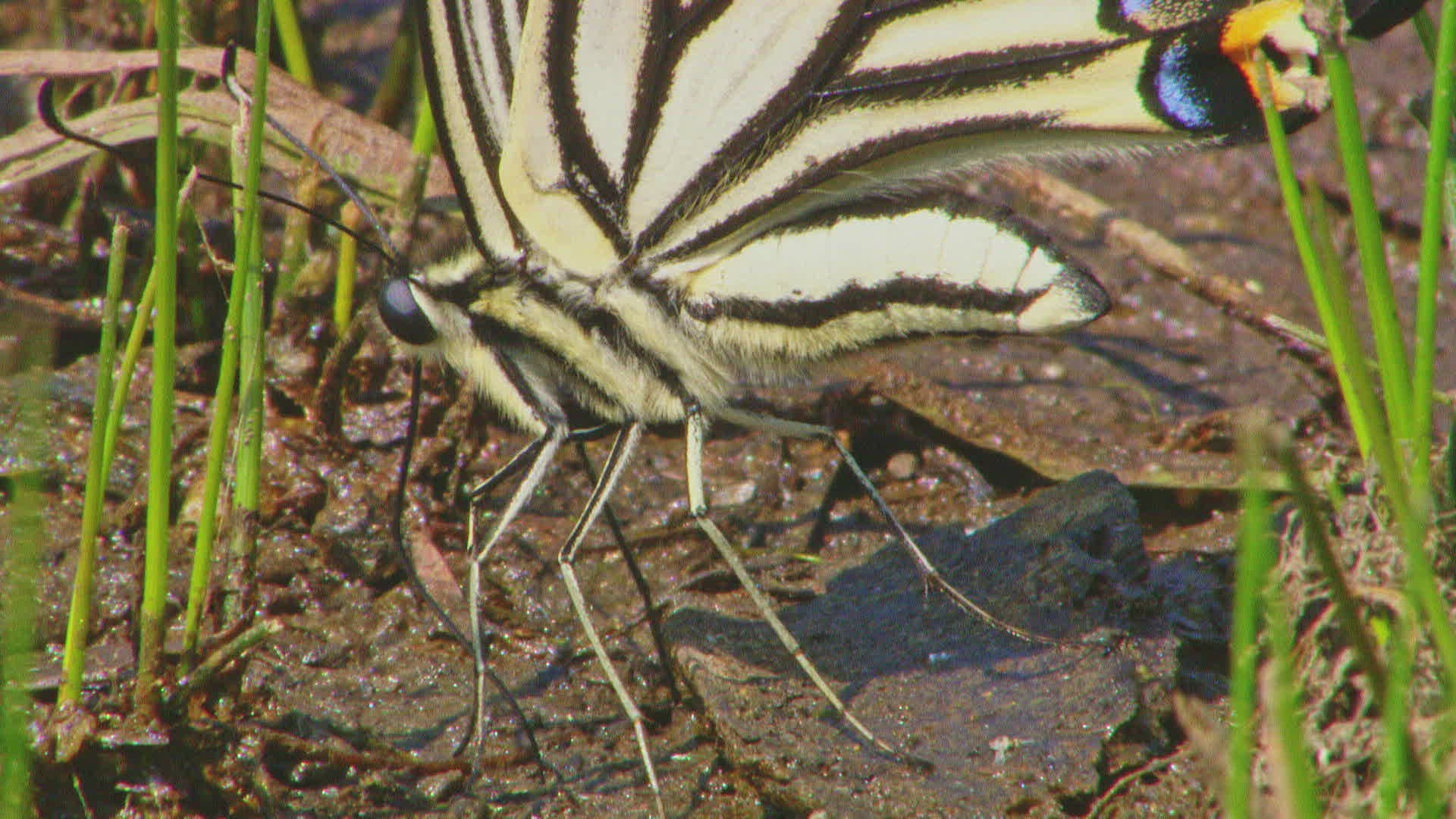 684324605 / Swallowtail / Standing / China