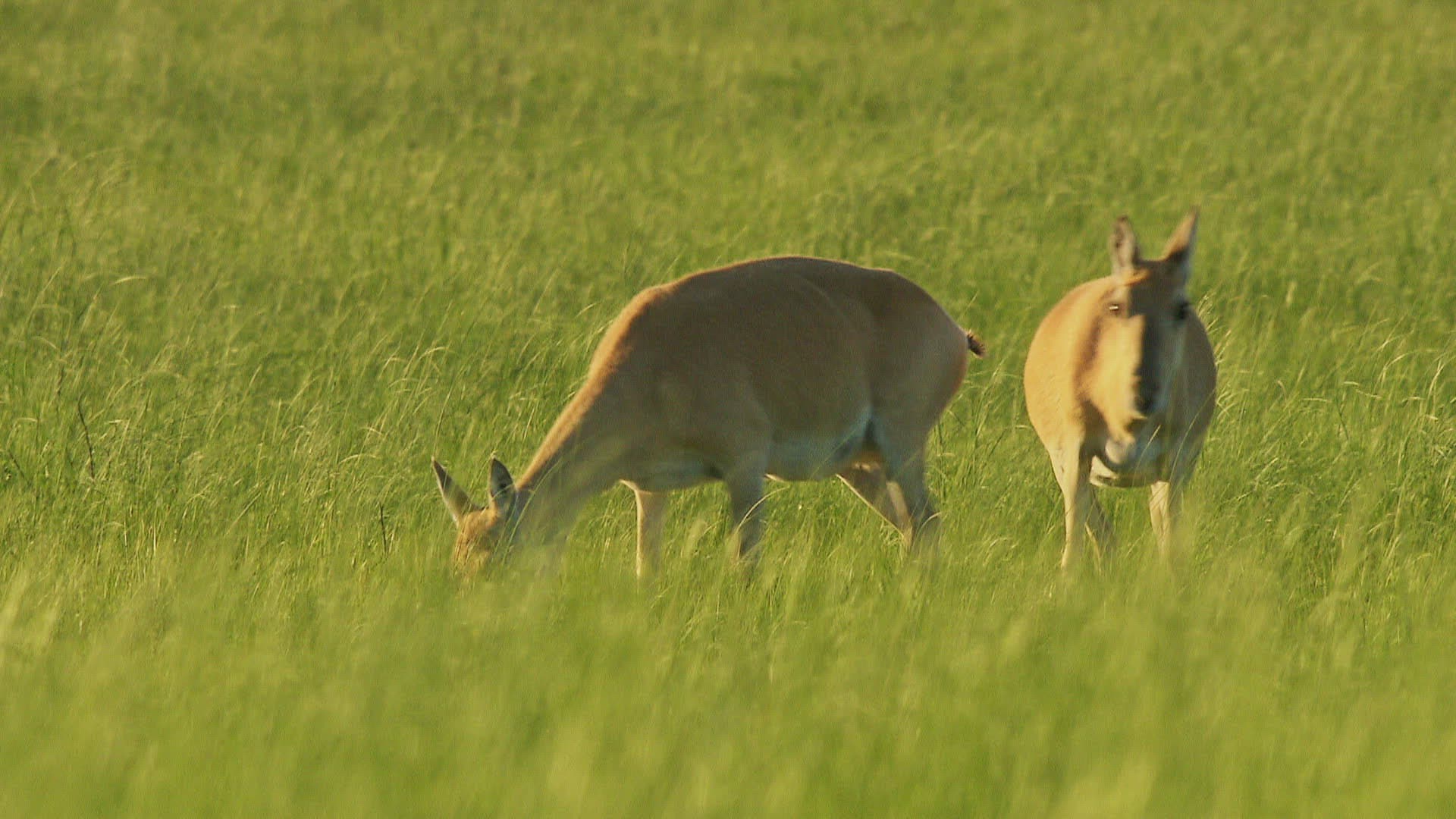 279172127 / Mongolian Gazelle / Grass / Mongolia
