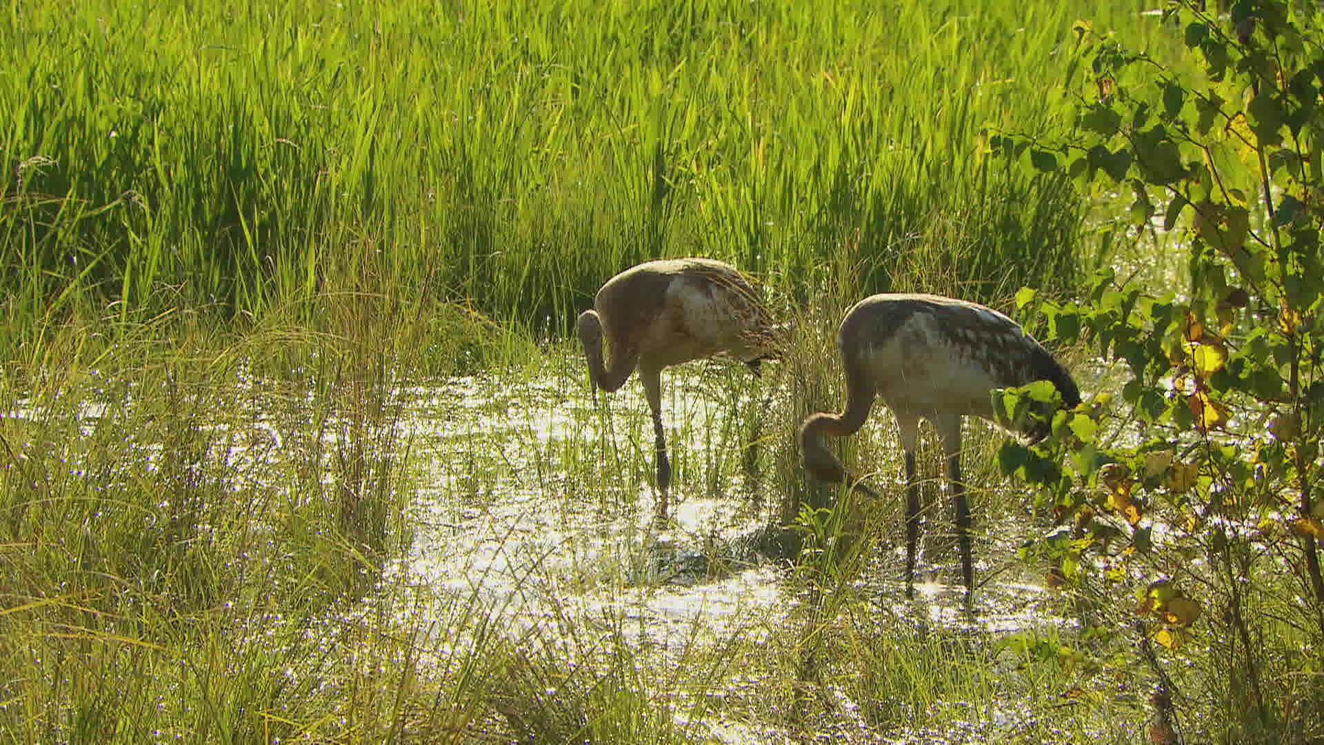 762351125 / Red-Crowned Crane / Wading / Russia