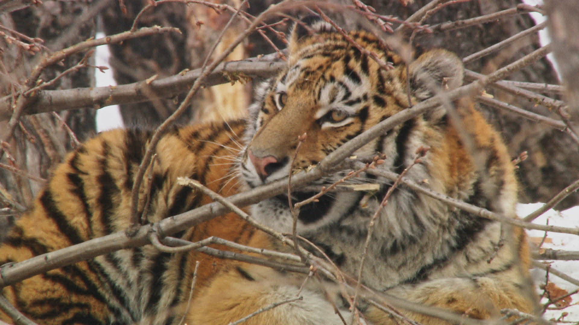810713388 / Amur Tiger / Biting / Russia