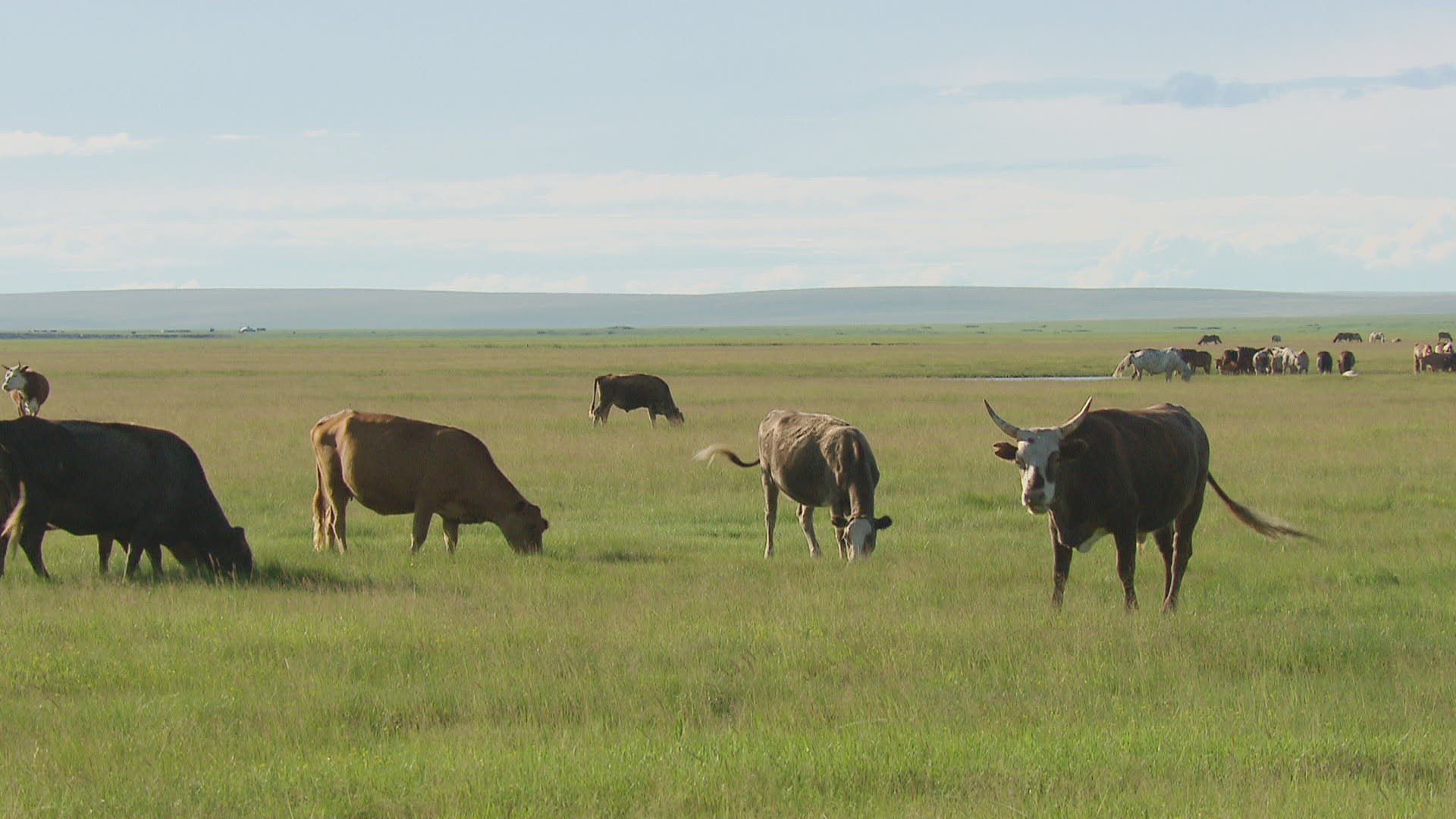 846213887 / Grazing / Eating / Mongolia