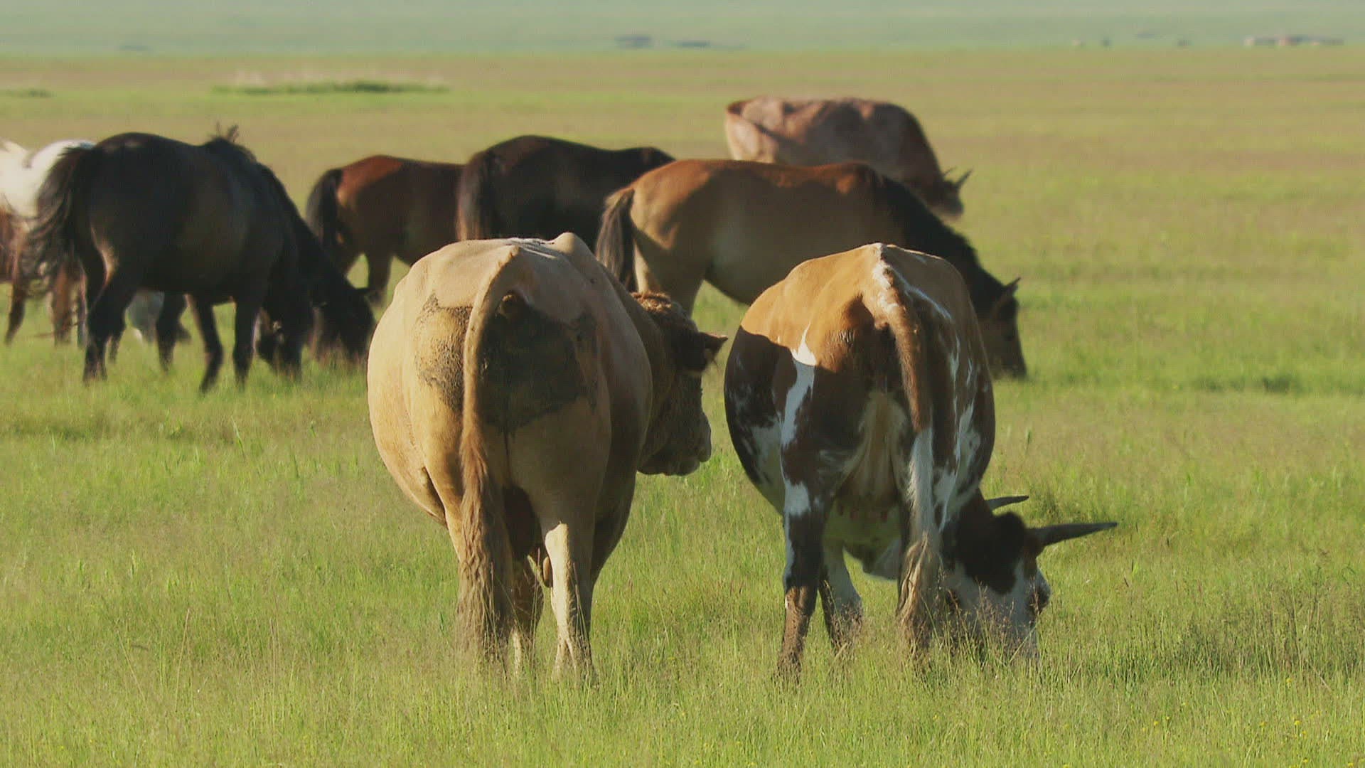 772965252 / Grazing / Eating / Mongolia