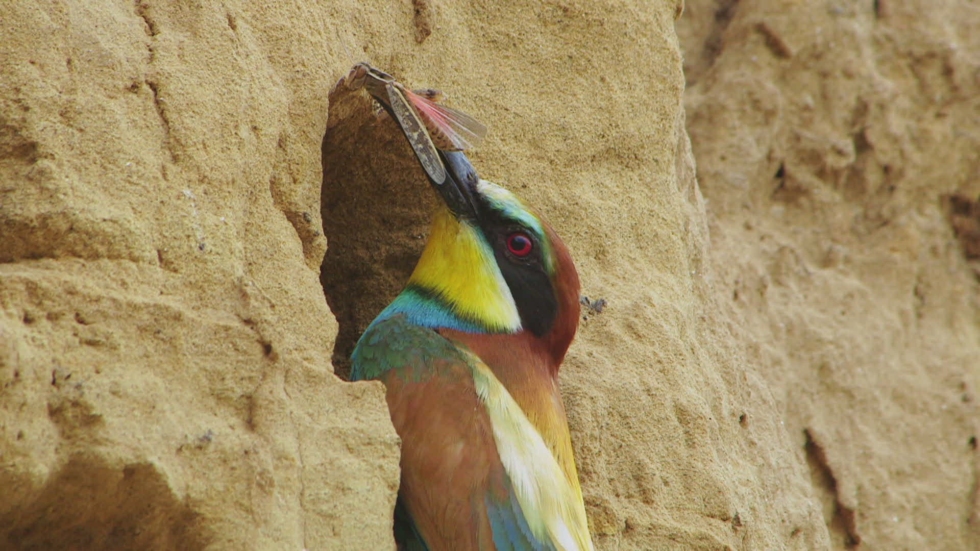 632221377 / European Bee-eater / Carrying In Mouth / Mongolia