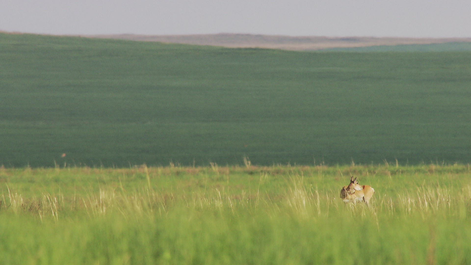 647522137 / Mongolian Gazelle / Grass / Mongolia