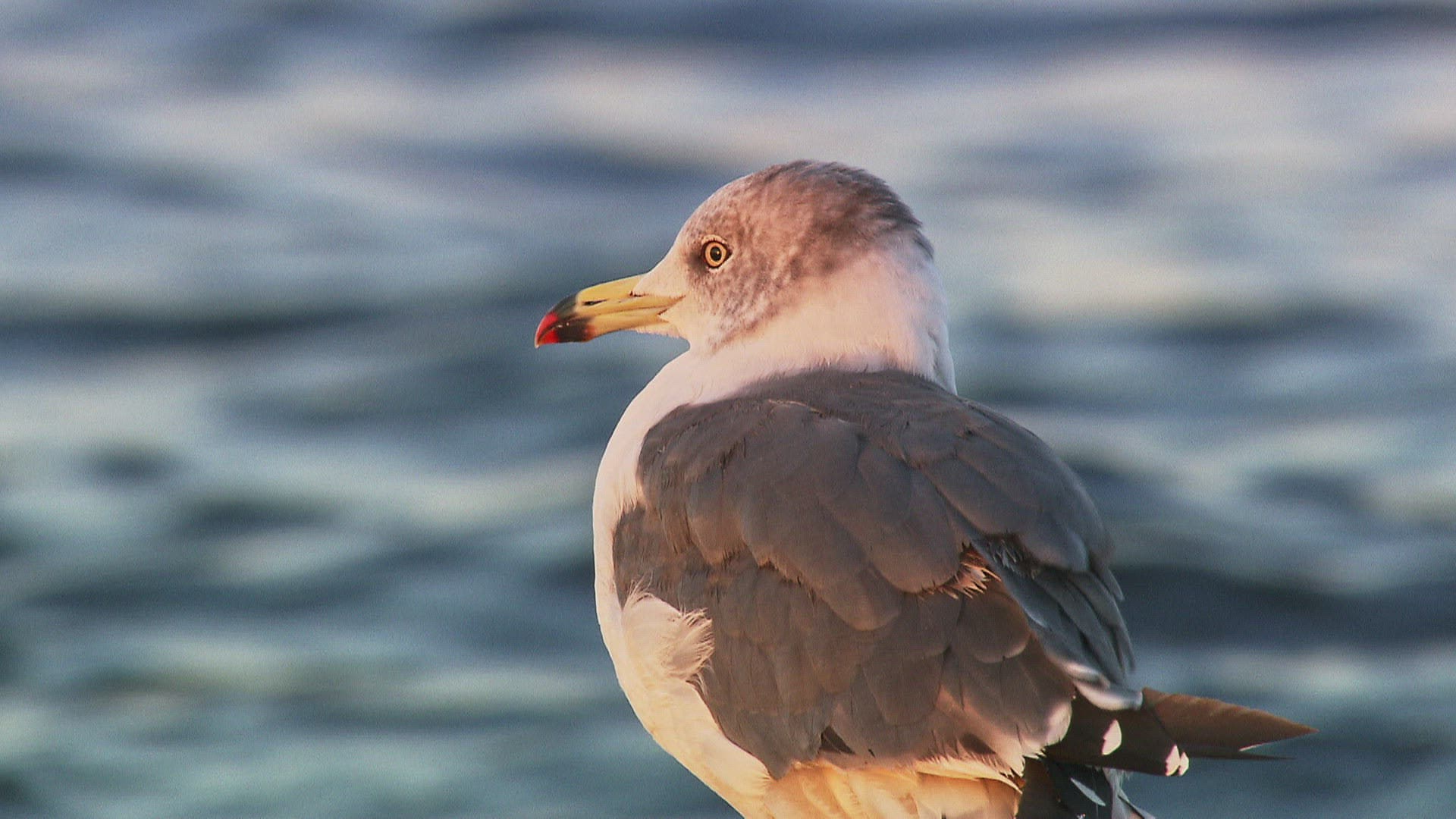252076317 / Slaty-backed Gull / Looking Around / Russia