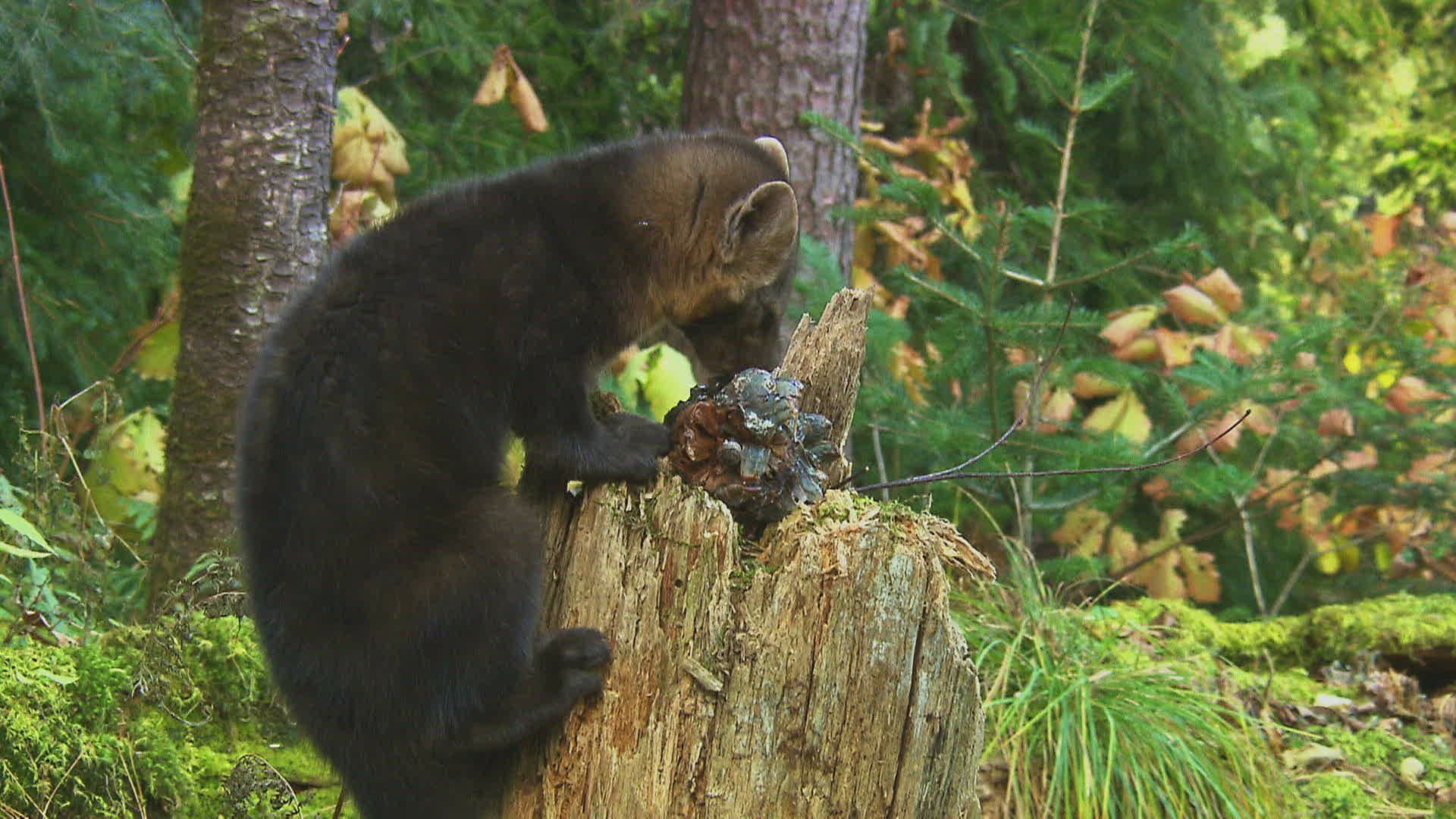 961050018 / Sable / Eating / Russia