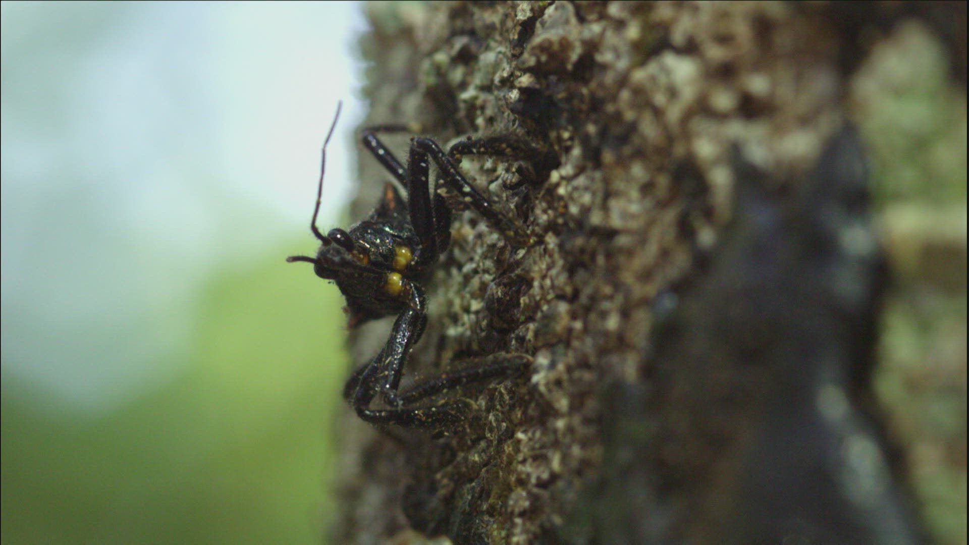 896672498 / Kissing Bug / Crouching / Panama