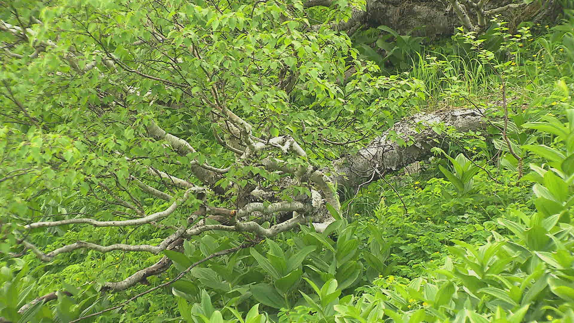 999004626 / Silver Birch Tree / Birch / China