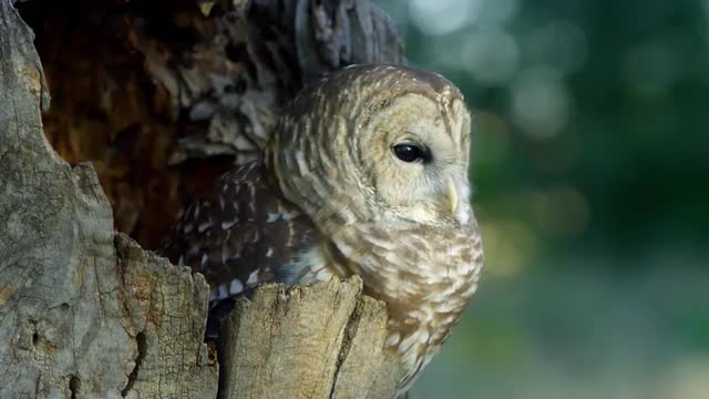 Brown Owl 1