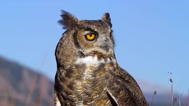 Eagle Owl 1