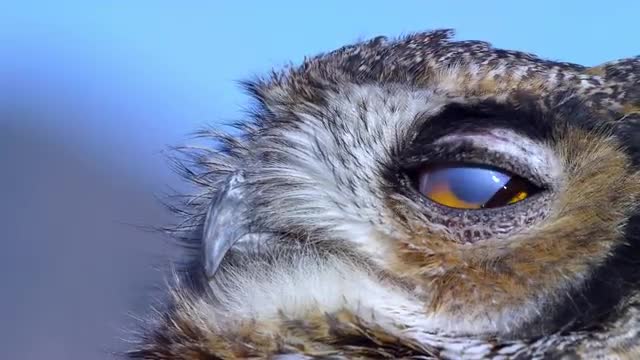 Eagle Owl 2