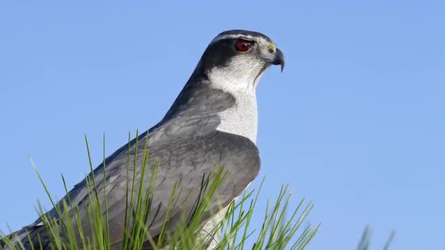 Gray Hawk 1