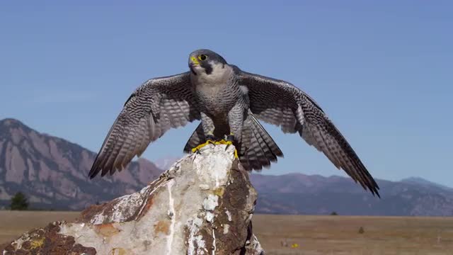Gray Hawk 2