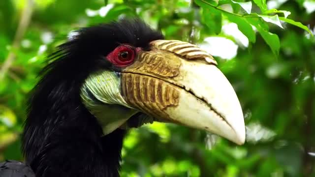 Papuan Hornbill 1
