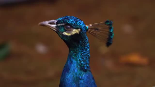 Indian Peafowl 1 