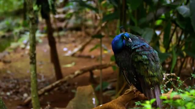 Indian Peafowl 2 
