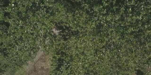 Hike Birds Eye Enters Forest