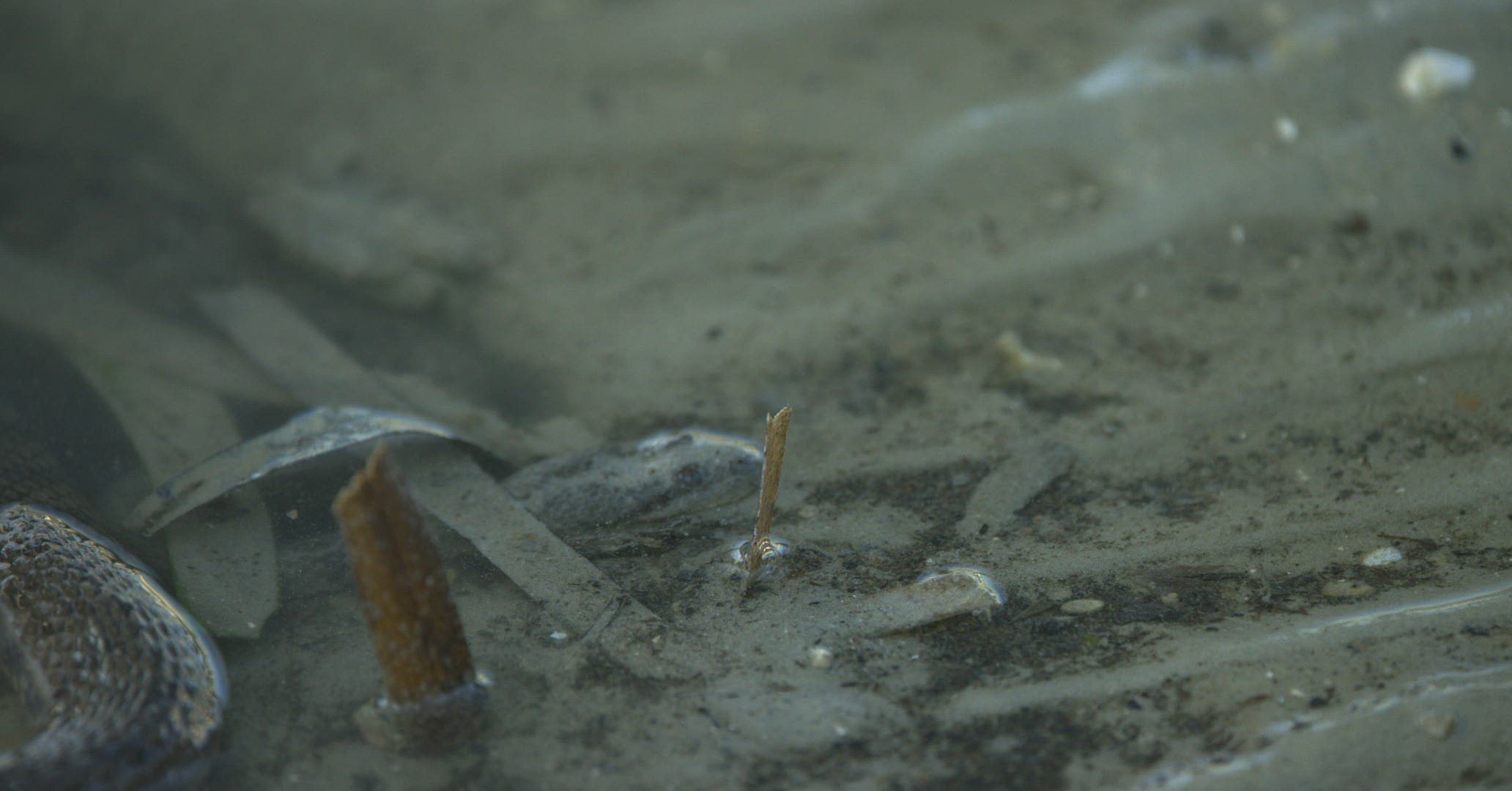 881345214 / Asp / Sliding / Oriental Wolf Snake