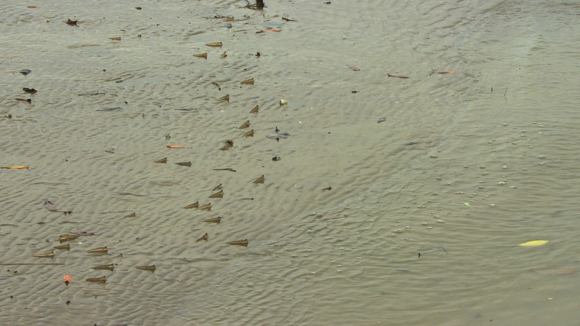 431961890 / Mudskipper / Bone Fish / Oxudercidae