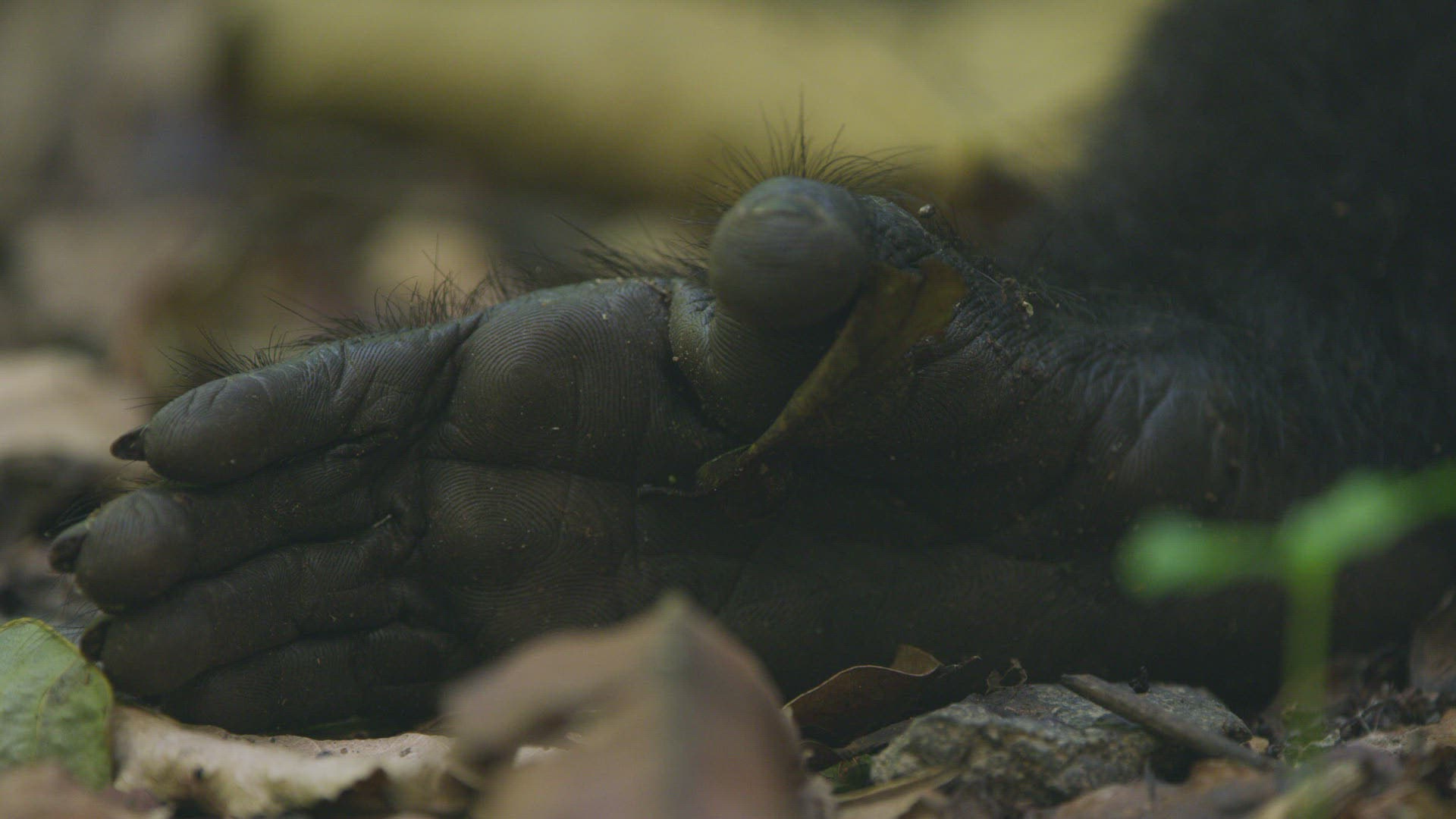 836153927 / Celebes Crested Macaque / Far East / Sulawesi