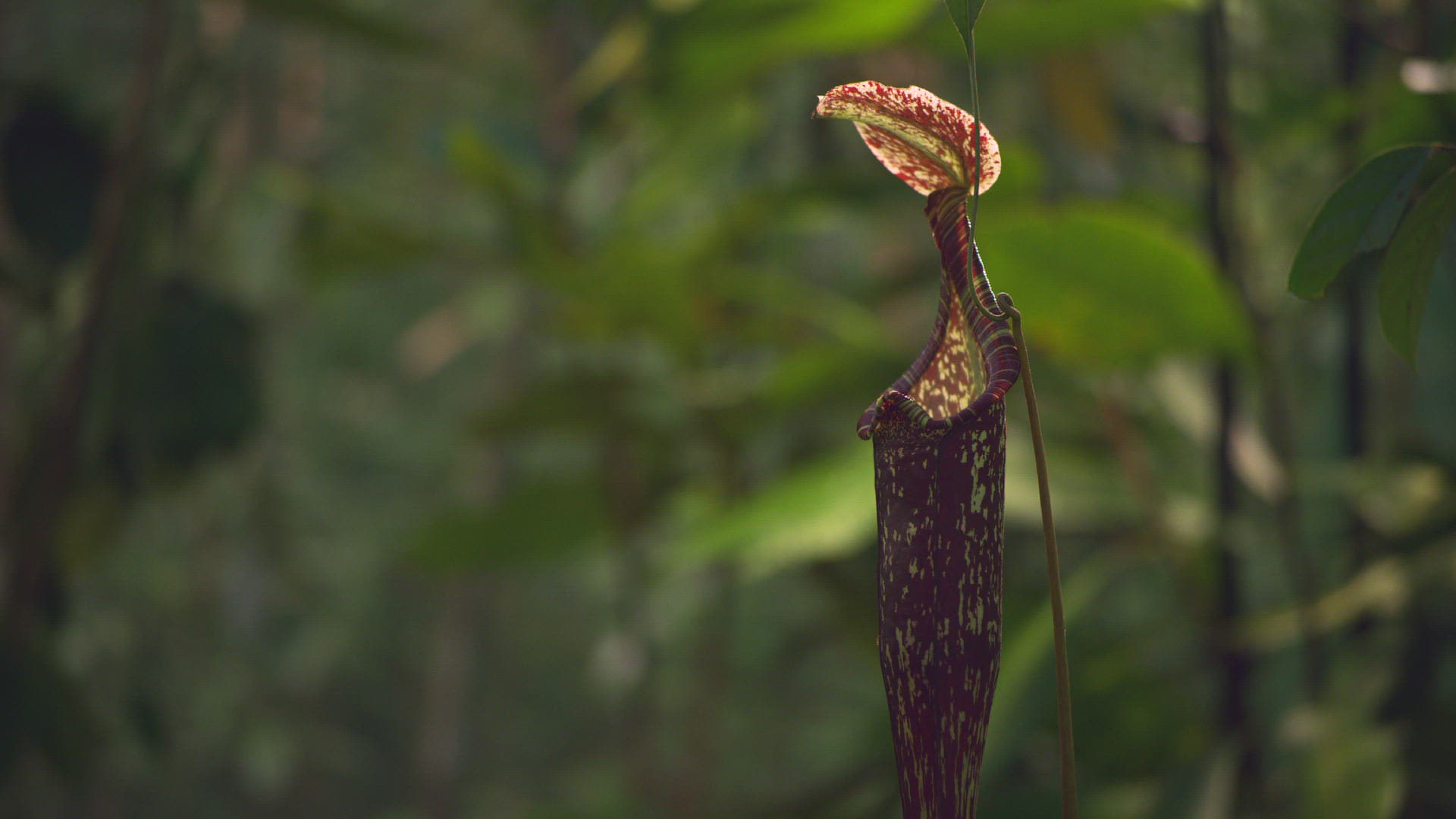 994034250 / Hardwicke's Woolly Bat / Pitcher Plant / Nepenthes hemsleyana