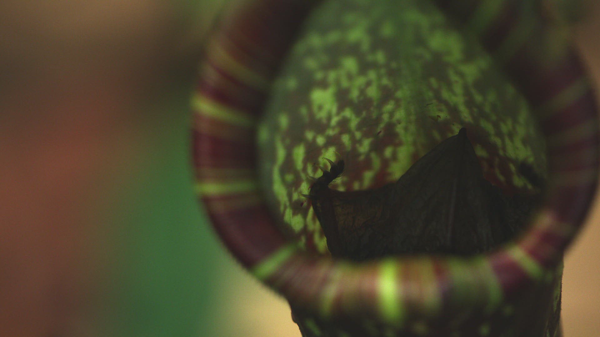 205587280 / Hardwicke's Woolly Bat / Pitcher Plant / Nepenthes hemsleyana