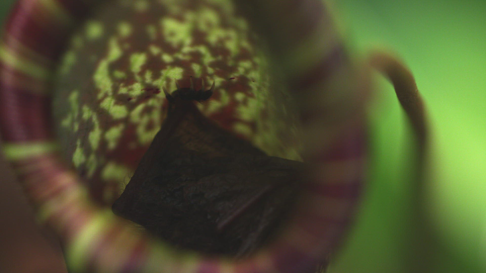 184726652 / Hardwicke's Woolly Bat / Pitcher Plant / Nepenthes hemsleyana