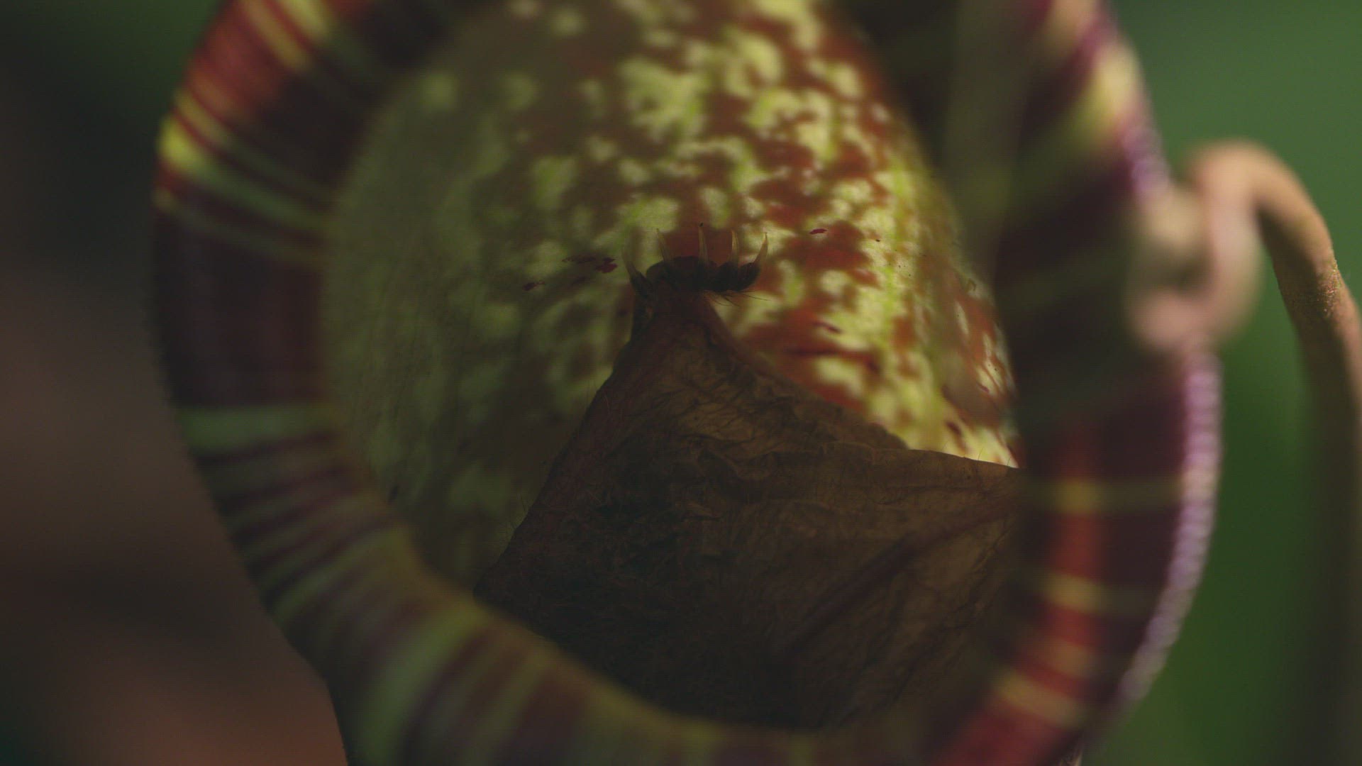 857445518 / Hardwicke's Woolly Bat / Pitcher Plant / Nepenthes hemsleyana