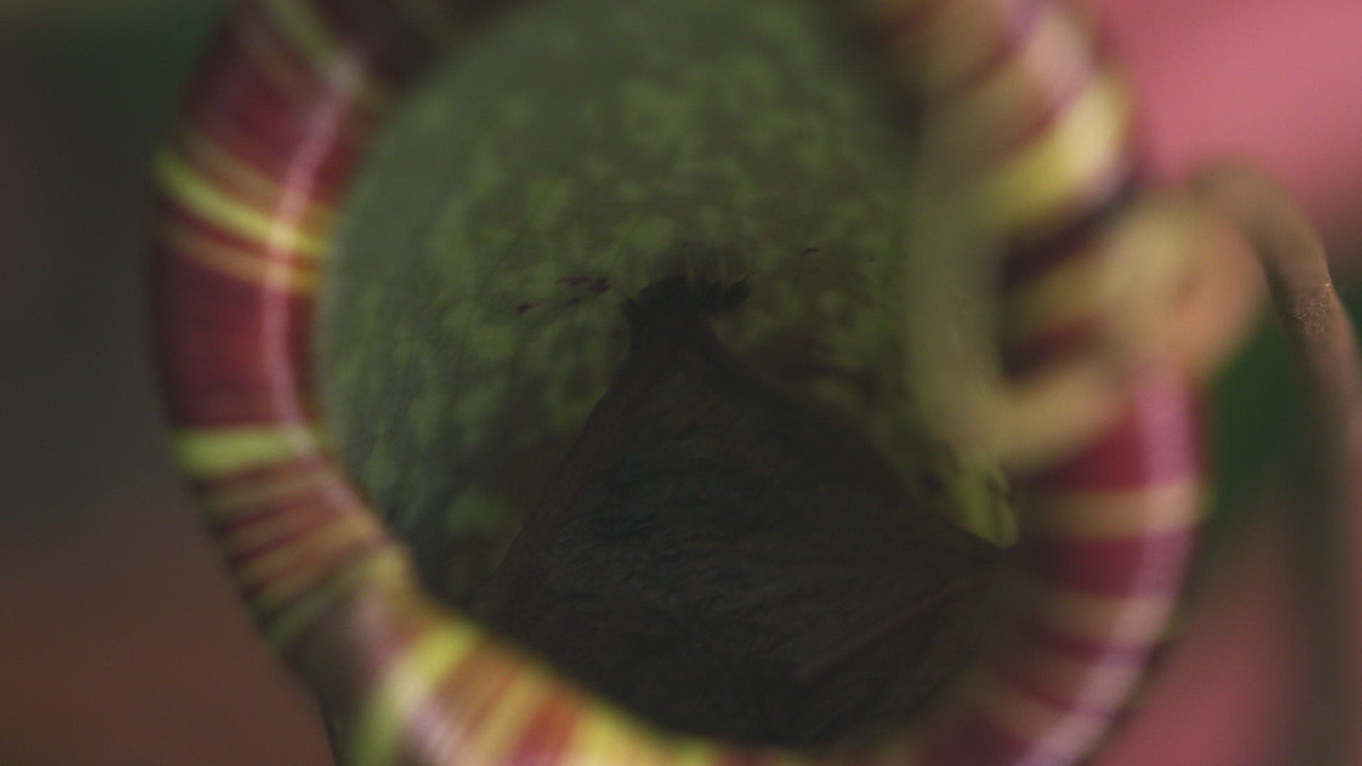 388695456 / Hardwicke's Woolly Bat / Pitcher Plant / Nepenthes hemsleyana