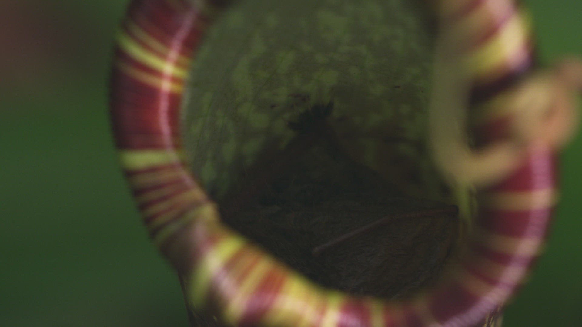 836639283 / Hardwicke's Woolly Bat / Pitcher Plant / Nepenthes hemsleyana