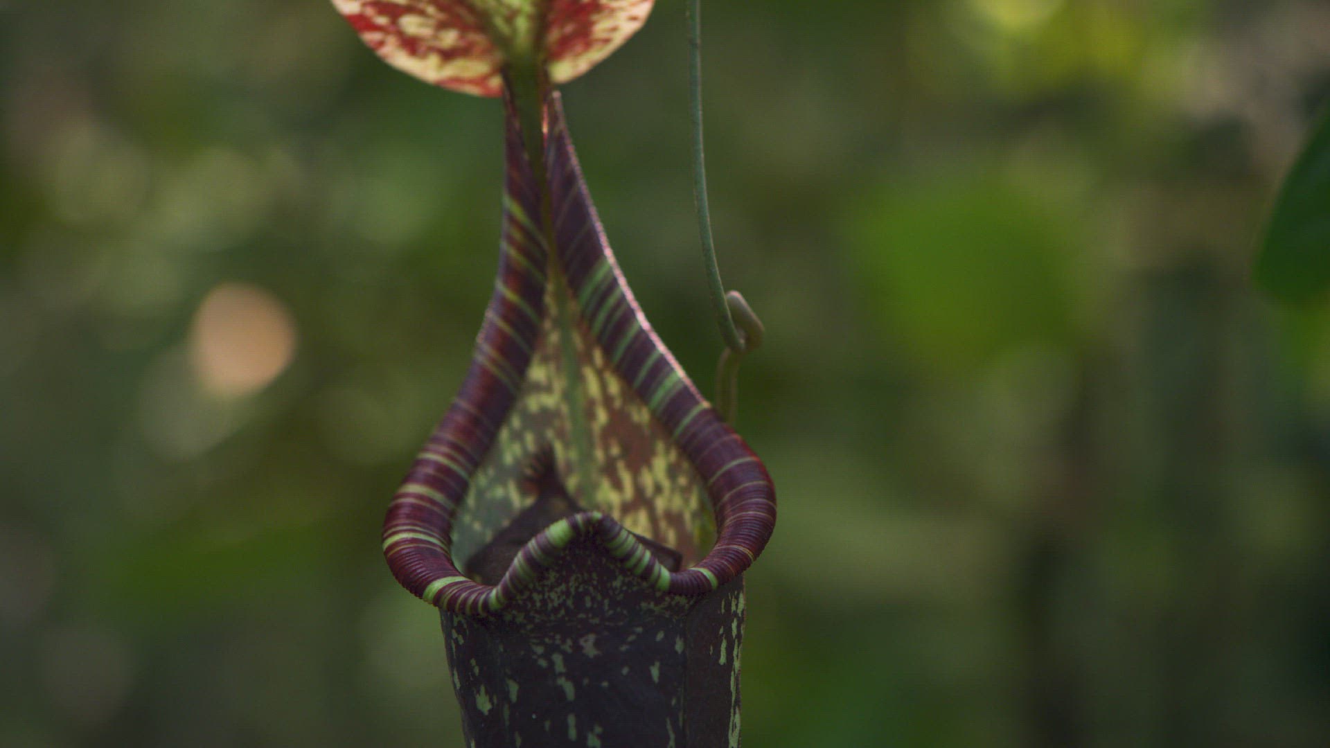 879130513 / Hardwicke's Woolly Bat / Pitcher Plant / Nepenthes hemsleyana